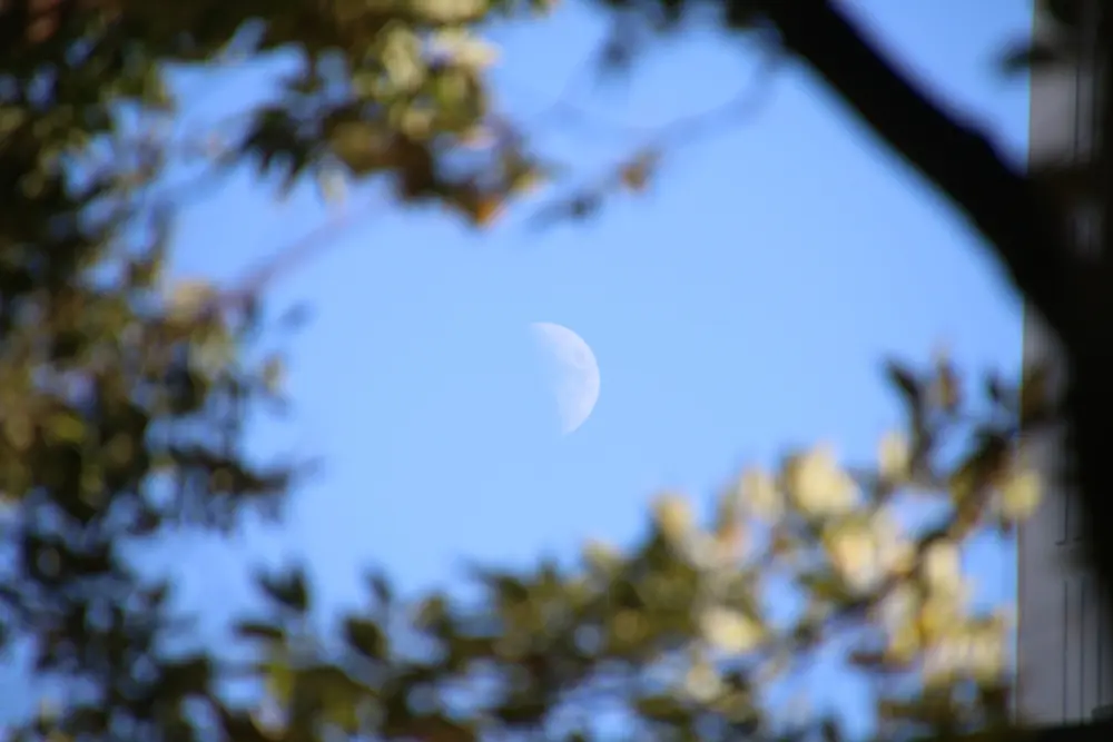 photo of the moon visible during the day between tree branch